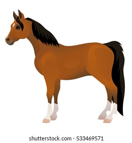 Vector beautiful arabian brown purebred horse exterior isolated on white background