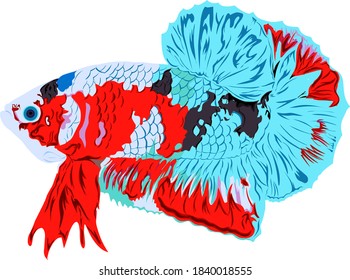 vector of beautiful betta fish