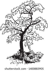 Vector beautiful black and white tree in line art style