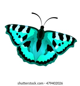 Vector beautiful blue butterfly isolated on white background