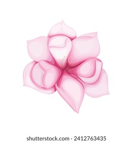 Vector beautiful bouquet flowers on white background.