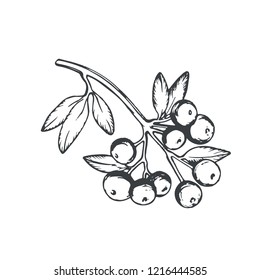 Vector beautiful branch with berries drawing in line-art style isolated on white. Highly detailed hand drawn branch. 