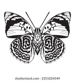 vector beautiful butterfly cartoon illustration isolated