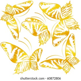 Vector beautiful butterfly for a design