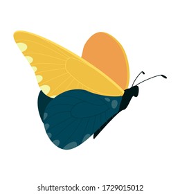 Vector beautiful butterfly isolated on white background
