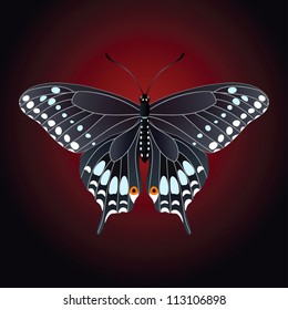 Vector beautiful butterfly on a dark background