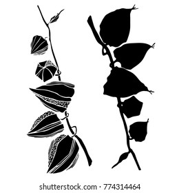 Vector  with beautiful decorative  flowers CHINESE LANTERNS , hand-drawn
in a sketchbook, translated into vector. Black and white style.
Can be used for printing on paper, suitable for festive invitat