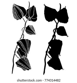 Vector  with beautiful decorative  flowers CHINESE LANTERNS , hand-drawn
in a sketchbook, translated into vector. Black and white style.
Can be used for printing on paper, suitable for festive invitat