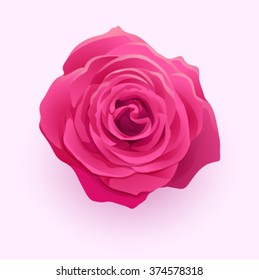 Vector beautiful flower deep pink rose isolated on white backgro