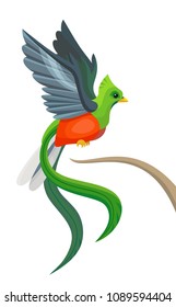 Vector beautiful fluing quetzal tropical bird symbol of Guatemala