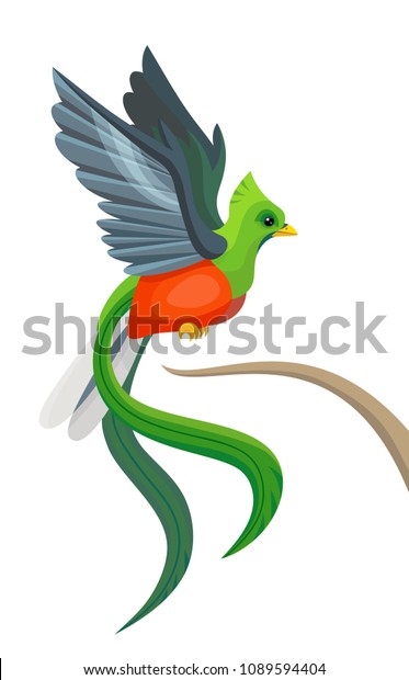 Vector Beautiful Fluing Quetzal Tropical Bird Stock Vector (Royalty ...