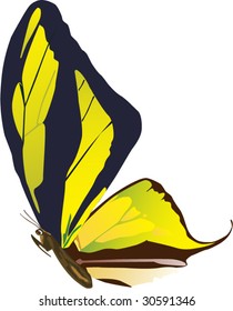 Vector of Beautiful Flying butterfly