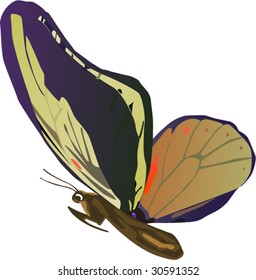 Vector of Beautiful Flying butterfly