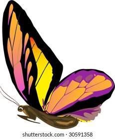 Vector of Beautiful Flying butterfly
