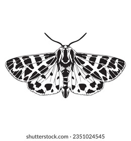 vector beautiful garden tiger moth cartoon illustration isolated