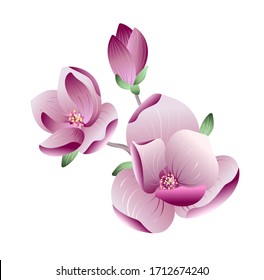 Vektorillustration schöne Farbverlauf-rosa Magnolienblumen auf einem Ast auf weißem Hintergrund für Hochzeit oder Grußkarte, Banner, Poster-Design. Frühjahrskonzept. Realistische Vektorillustration.