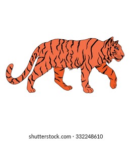 Vector beautiful vector hand drawn illustration with orange tiger