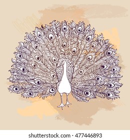 Vector Beautiful Hand drawn Peacock bird consist many details. 