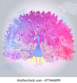 Vector Beautiful Hand drawn Peacock bird consist many details. 