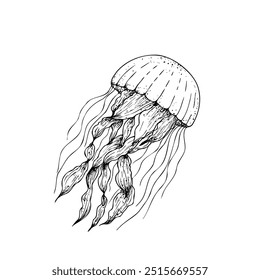 Vector beautiful jellyfish. Hand painted line sketch. Graphic clip art isolated on background. Underwater illustration. For designers, invitations, decoration, postcards, wrpping paper, scrapbooking, 