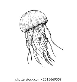 Vector beautiful jellyfish. Hand painted line sketch. Graphic clip art isolated on background. Underwater illustration. For designers, invitations, decoration, postcards, wrapping paper, scrapbooking,