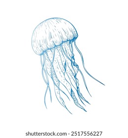 Vector beautiful jellyfish. Hand painted sketch. Graphic clip art isolated on background. Underwater illustration. For designers, invitations, decoration, postcards, wrapping paper, scrapbooking, cove