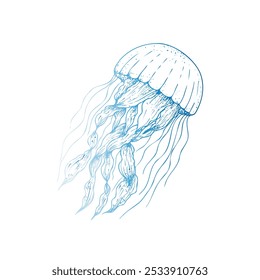 Vector beautiful jellyfish. Hand painted sketch. Graphic clip art isolated on background. Underwater illustration. For designers, invitations, decoration, postcards, wrapping paper, scrapbooking