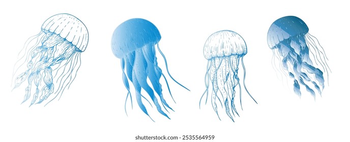 Vector beautiful jellyfish. Hand painted sketch. Graphic clip art isolated on background. Underwater illustration. For designers, invitations, decoration, postcards, wrapping paper, scrapbooking