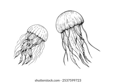 Vector beautiful jellyfish. Hand painted line sketch. Graphic clip art isolated on background. Underwater illustration. For designers, invitations, decoration, postcards, wrapping paper, scrapbooking,