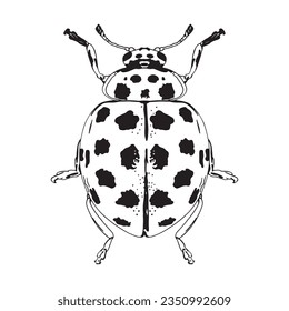 vector beautiful ladybug cartoon illustration isolated