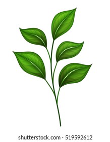 Vector Beautiful Leaf, Object Isolated on White Background. Floral Design Element