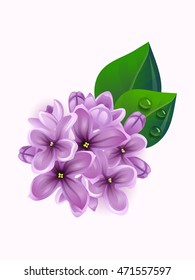 Vector beautiful lilac branch flowers with leaves design element