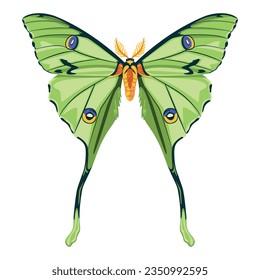 vector beautiful luna moth cartoon illustration isolated