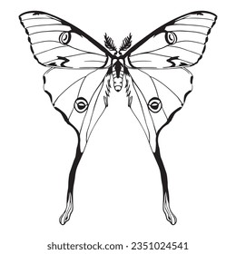 vector beautiful luna moth cartoon illustration isolated