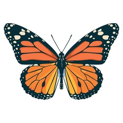Vector Beautiful Monarch Butterfly Cartoon Illustration Isolated