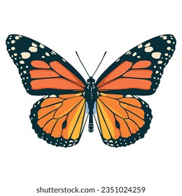 Monarch Butterfly Vector Illustration Isolated On White Background