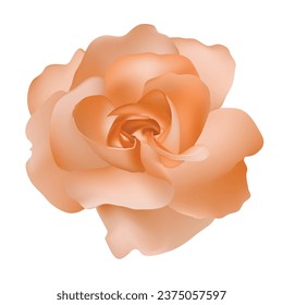 Vector beautiful orange rose isolated on white background photorealistic gradient mesh.