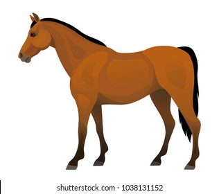 Vector beautiful purebred brown horse side view equisterian illustration