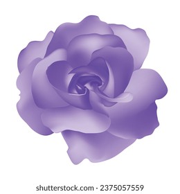 Vector hermoso rosa púrpura aislado en malla de gradiente fotorrealista de fondo blanco