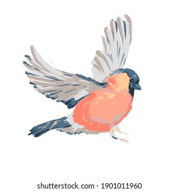 Vector bello ilustración realista del bullfinch de pájaro. Un bonito y colorido pájaro invernal detallado aislado en un fondo blanco. elemento de diseño de Navidad. Pajarito de Navidad