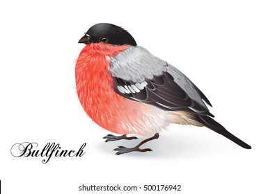 Vector beautiful realistic illustration of bird bullfinch. A cute, colorful rand detailed winter bird Isolated on white background. Christmas design element. Christmas robin bird.