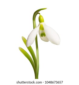 vector beautiful realistic snowdrop flower isolated on white background. Flowering primrose galanthus. Element for design
