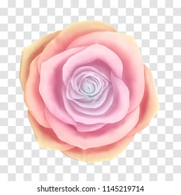 Vector beautiful rose floral decorative element. Photo realistic flower icon on transparent grid background