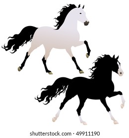 vector beautiful running black and white Andalusian horses isolated on white background