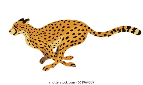 Vector beautiful running cheetah big wild cat isolated on white background side view zoo illustration fastest mammal animal