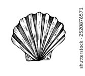 Vector beautiful shell. Hand painted line seashell. Graphic clip art isolated on background. Underwater illustration. For designers, invitations, decoration, postcards, wrapping paper, scrapbooking, c