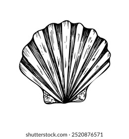 Vector beautiful shell. Hand painted line seashell. Graphic clip art isolated on background. Underwater illustration. For designers, invitations, decoration, postcards, wrapping paper, scrapbooking, c