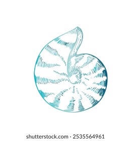 Vector beautiful shell. Hand painted line seashell. Graphic clip art isolated on background. Underwater illustration. For designers, invitations, decoration, postcards, wrapping paper, scrapbooking