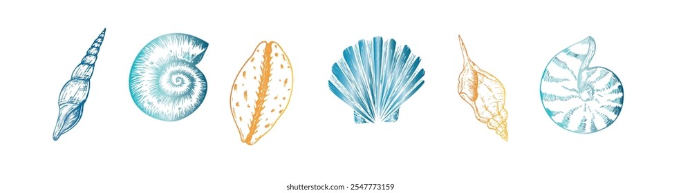 Vector beautiful shell. Hand painted line seashell. Graphic clip art isolated on background. Underwater illustration. For designers, invitations, decoration, postcards, wrapping paper, scrapbooking