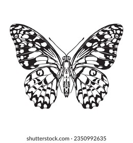 vector beautiful swallowtail butterfly cartoon illustration isolated